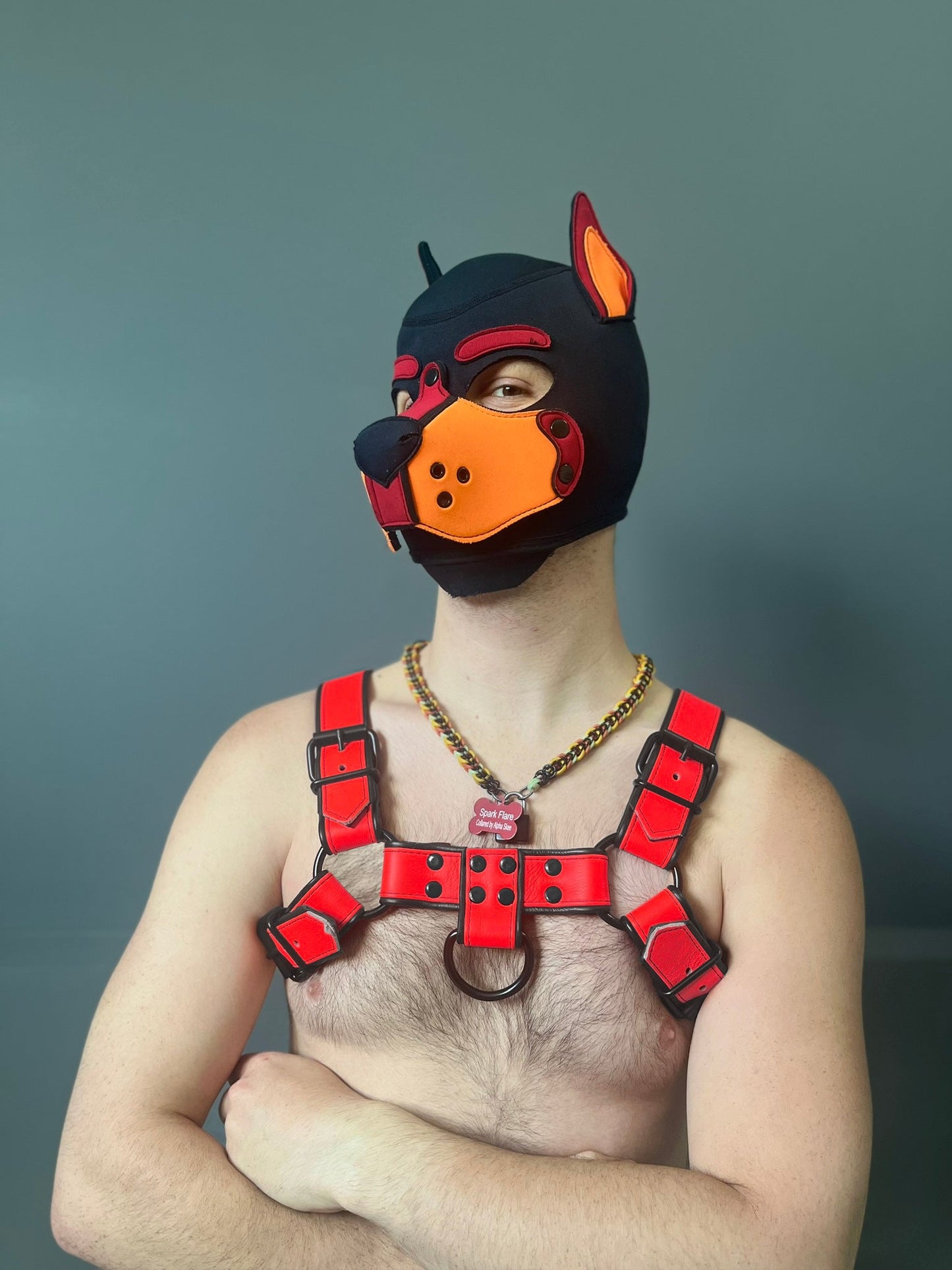 Dark Room Bulldog Harness